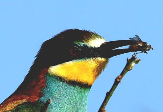 The Bee-Eater