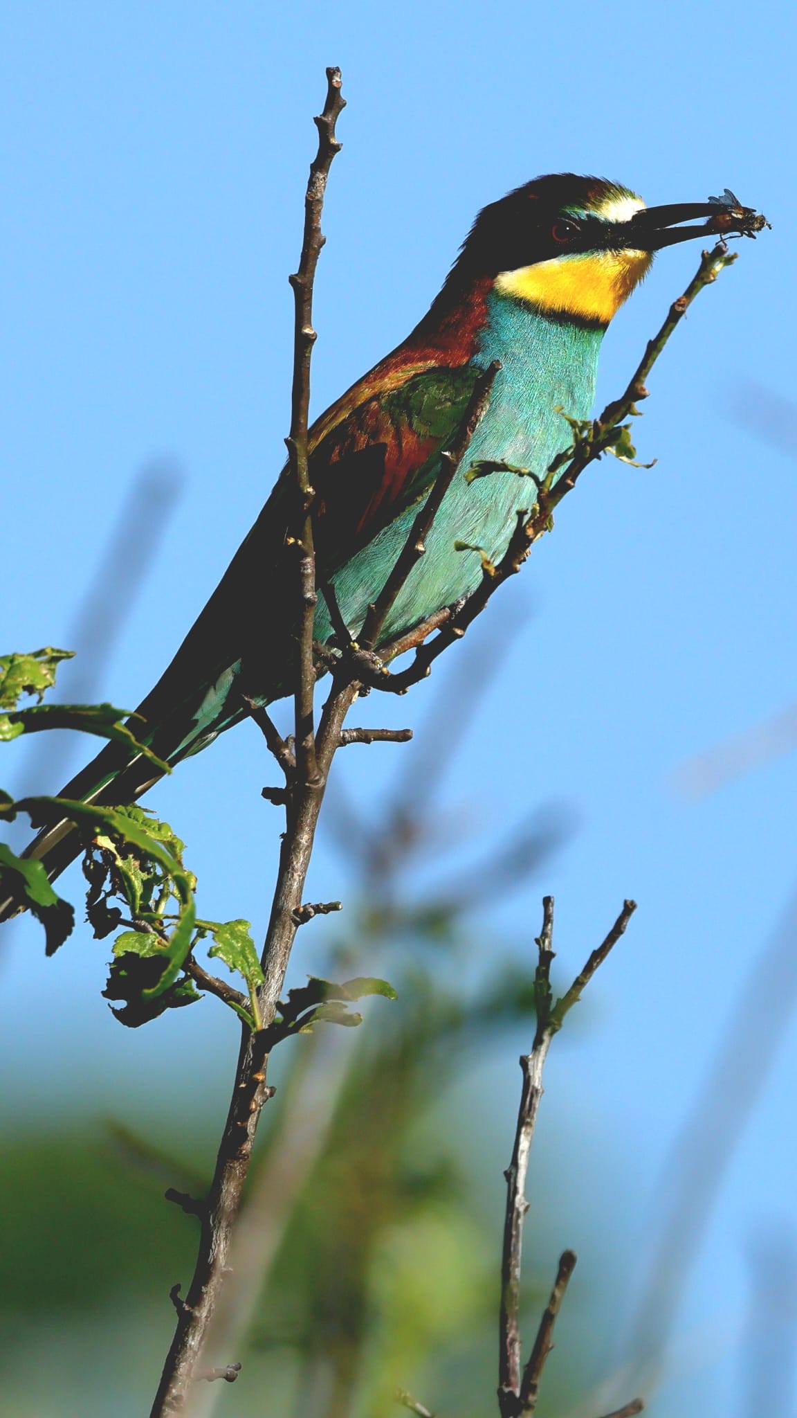 A bee-eater perched on a branch with a caught insect in its beak