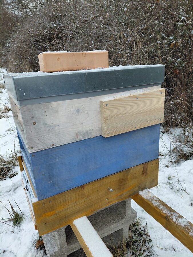 Woodpecker hole provisionally sealed with a wooden board
