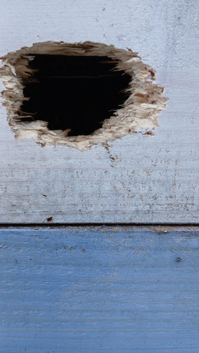 Close-up of a ragged woodpecker hole in the wood
